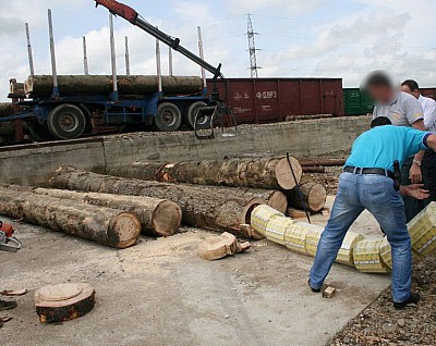 Лісівники Буковини заперечують, що видавали документи на деревину, в стовбурах якої через кордон везли  контрабанду
