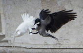 Ворон напав на голубів, випущених Папою Римським після молитви за Україну
