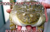 Кандидат в народні депутати розповів про буковинську жабу і спільний бізнес з Папієвим