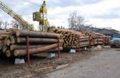 Берегометські деревообробники висунули ультиматум керівництву лісомисливського господарства, яке не видає їм проплачену деревину, а відправляє ліс на експорт
