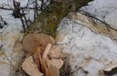 На залізничному перегоні «Штефанешти-Веренчанка» незаконно позрубували дерева