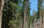 Хай буковинські підприємці не лукавлять: їхню «потребу» в лісосировині не забезпечить жоден лісгосп