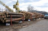 Частина підприємців бойкотували аукціон з продажу деревини, бо лісгоспи її виставляють замало, щоб вивозити ліс за кордон 