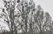 У Чернівцях знесуть більше 150 хворих та аварійних дерев (Відео) 