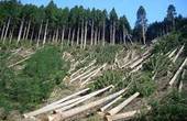 На Буковині ліс рубали на площі майже 15 тисяч га  
