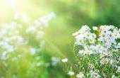 Буковинцям радять, як підготуватися і пережити сезон весняної алергії