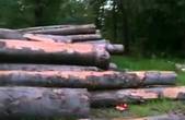 Активісти передали голові Чернівецької ОДА відео з порушеннями у лісі, яким маніпулюють правоохоронці