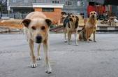 У Чернівцях жорстоко вбили стерилізованих собак