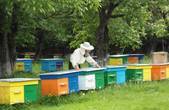 Підприємства Буковини торік виробили 10 тонн меду