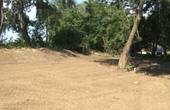 Чернівчани обурюються масовою вирубкою дерев у парку «Жовтневий»