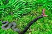 У Сторожинецькому районі жінку на власному городі змія вкусила за ногу