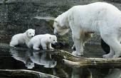 Белые медведи могут исчезнуть в течение 10 лет - экологи