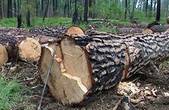 Буковина скоротила експорт деревини майже на 45 %, ліс на вокзалі - майже з усієї України 