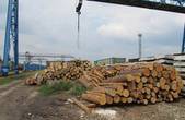 Підлеглі Салагора попередили чергову спробу незаконного експорту деревини до Румунії