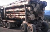 Після Усть-Путили вантажівку з деревиною затримали на Сторожинеччині