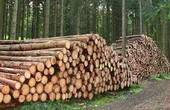 Лісова галузь Буковини в першому півріччі отримала 18 млн. грн чистого прибутку