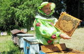 Грав акордеон, звучала музика, а загуділи бджоли — і його долю перевернули (Україна відзначає День пасічника)