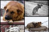 У Чернівцях продовжено безкоштовну стерилізацію безпритульних собак