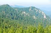 Розробляється туристичний маршрут до найстаріших дерев Буковини