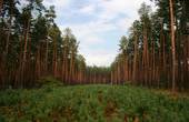 Чернівецька область - лідер у Карпатському регіоні за обсягами відтворення лісу шляхом природного поновлення
