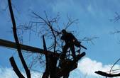 У Чернівцях знесуть ще майже сотню дерев, у Садгорі - нещадно вирубають! 