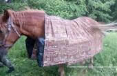 Не осавул: на Буковині контрабандист покинув коня з вантажем цигарок