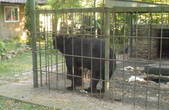 Врятуймо ведмедя з 'Пасторалі': на Кельменеччині дику тварину тримають у клітці без їжі та води 