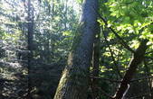 Берегометські лісівники запевняють, що хтось спеціально непрофесійно зрубав 46 дерев, щоб підставити їх під кримінал і перевірки