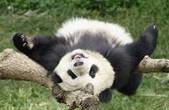 Велика панда залишила список вимираючих видів