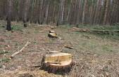 Майстра лісу, який допустив незаконну порубку дерев, визнано винним у службовій недбалості
