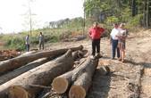 На Буковині громада повстала на захист лісу біля Нових Драчинець