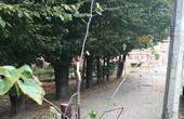 Невідомі істоти зламали молоді деревця біля 'Сорбонни' на вулиці Лесі Українки, - депутат міськради