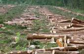 'Грабують, як варвари': активісти зафіксували на відео, як  разом із сухим деревом на Кіцманщині вирубують діловий дуб (ВІДЕО) 