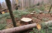 Майстер лісу завдав державі шкоди на 200 тис. грн.