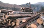 Кіцманські лісівники виправдовуються, що ліс у Драчинцях не крали