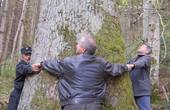 Лісівники саботують збереження унікальних пралісів та старовікових лісів Буковини
