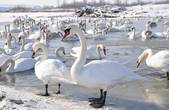 На ставку в Брусниці зимують вже майже всі лебеді