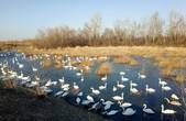 У загиблих на Буковині на озері в селі Чортория лебедів підтверджено пташиний грип