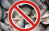 На Буковині протестують проти промислового вилову риби у Дністрі