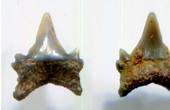 У долині Пруту знайшли зуб доісторичної істоти