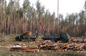 На Буковині директор лісгоспу  укладав договори про відчуження лісодеревини на користь свого зятя – місцевого приватного підприємця 