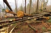 У Національному природному парку «Вижницький» нарубали 'дров' на третину мільйона гривень