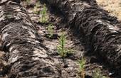 В Україні планують посадити 50 тисяч га лісу