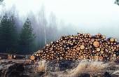 Мешканці  Бобівців виступили проти вирубки дерев на куті “Вівтар”
