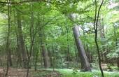 У Кіцманському лісі знову планують рубати дерева: жителі міста проти, лісники кажуть, що це планова рубка догляду (відео)