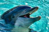 Хлорована тюрма: 4 липня Міжнародний день дельфінів-полонених