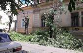 Бригади обленерго понівечили дерева на вулиці 28 Червня