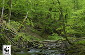 Букові праліси та старовікові ліси Карпат включено до Списку ЮНЕСКО