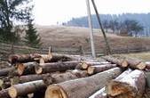 Підлеглі Череватого сплатять майже 3 млн.грн. за шкоду, заподіяну довкіллю внаслідок незаконної рубки дерев 