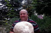Буковинець знайшов гігантський гриб-дощовик вагою майже у 2 кг 